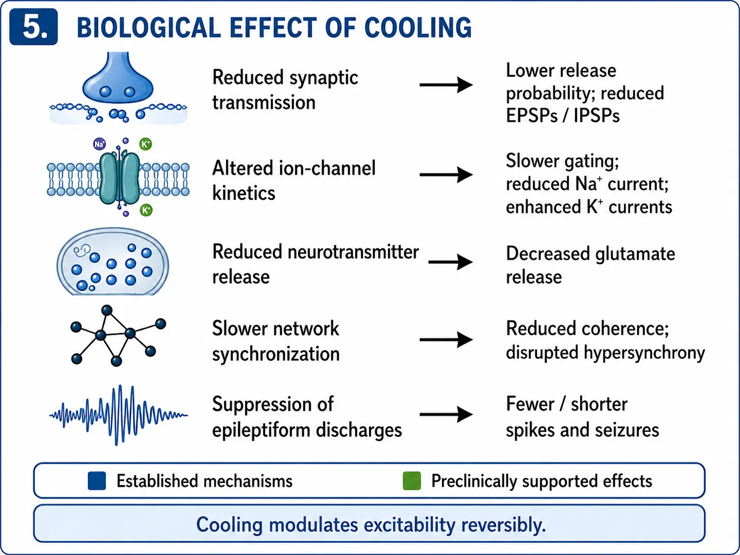 Diagram of proposed biological effects of cortical cooling on synaptic transmission, ion channels, neurotransmitter release, and network activity