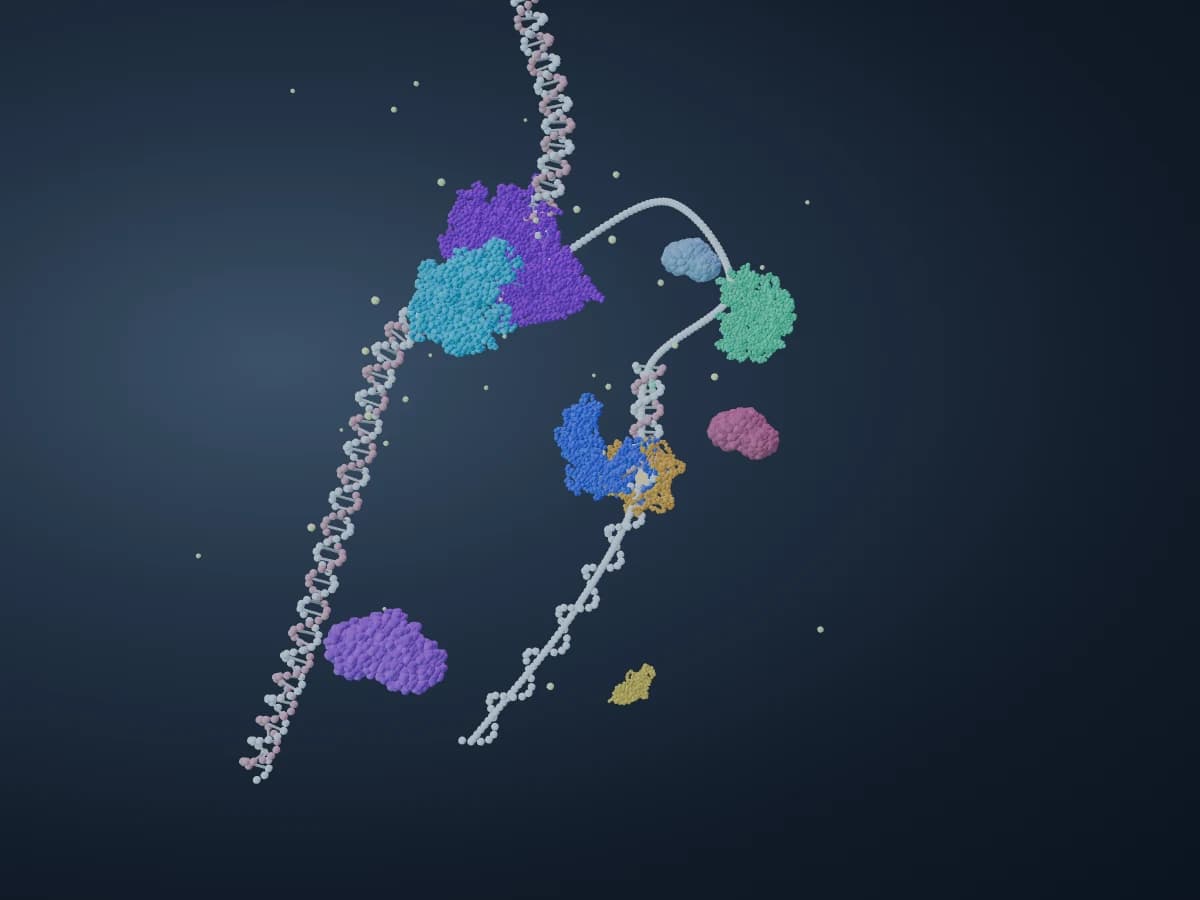 REPLISOME showing the colorful protein complexes and DNA strands at a replication fork